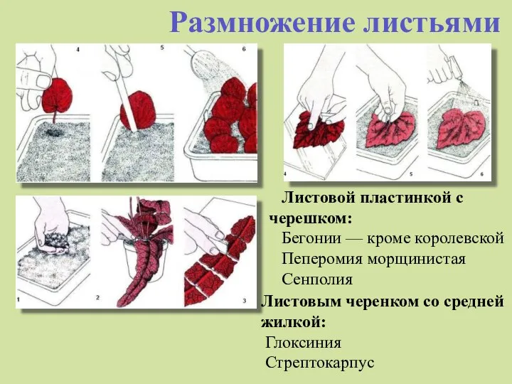 Размножение листьями Листовой пластинкой с черешком: Бегонии — кроме королевской Пеперомия