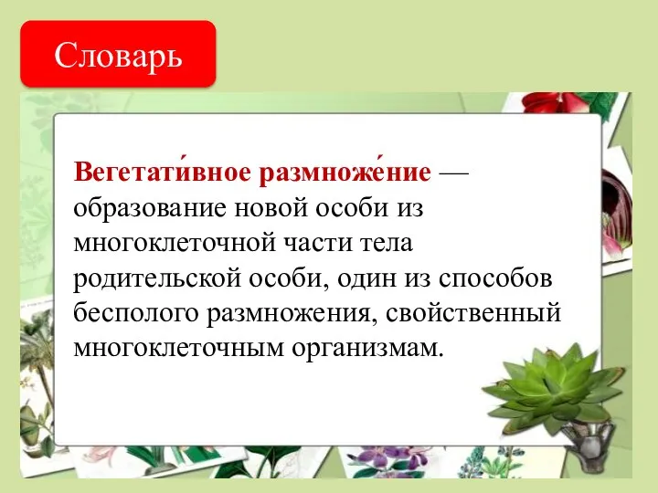 Словарь Вегетати́вное размноже́ние — образование новой особи из многоклеточной части тела