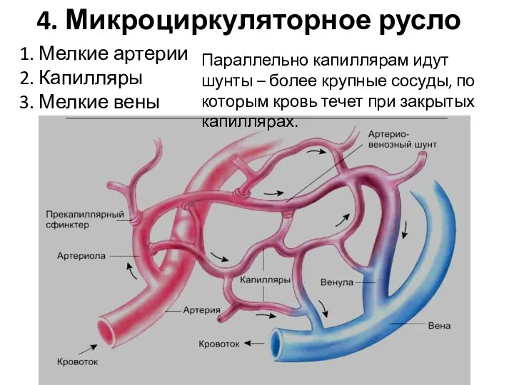 4. Микроциркуляторное русло 1. Мелкие артерии 2. Капилляры 3. Мелкие вены