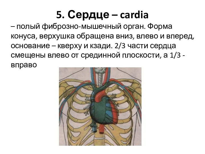 5. Сердце – cardia – полый фиброзно-мышечный орган. Форма конуса, верхушка