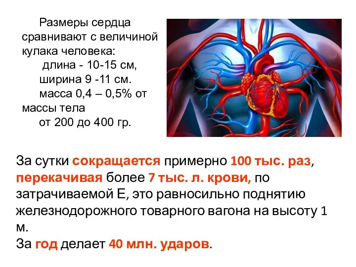 Размеры сердца сравнивают с величиной кулака человека: длина - 10-15 см,