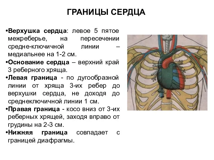Верхушка сердца: левое 5 пятое межреберье, на пересечении средне-ключичной линии –