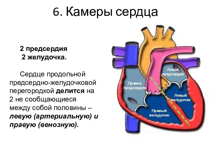 6. Камеры сердца 2 предсердия 2 желудочка. Сердце продольной предсердно-желудочковой перегородкой