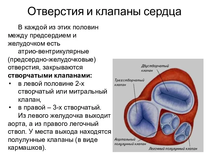 В каждой из этих половин между предсердием и желудочком есть атрио-вентрикулярные