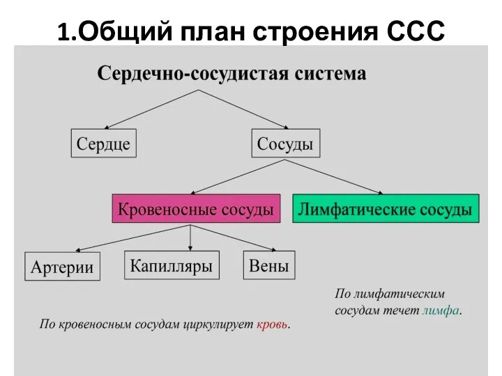 1.Общий план строения ССС