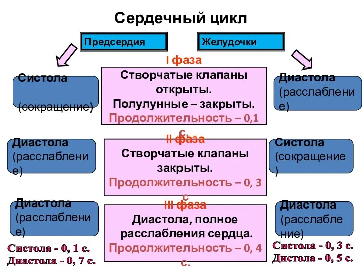 Сердечный цикл Предсердия Желудочки II фаза Створчатые клапаны закрыты. Продолжительность –