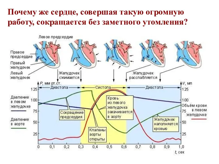 Почему же сердце, совершая такую огромную работу, сокращается без заметного утомления?