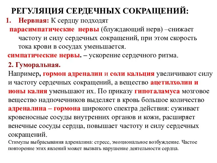 Нервная: К сердцу подходят парасимпатические нервы (блуждающий нерв) –снижает частоту и