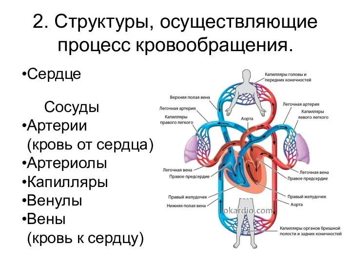 2. Структуры, осуществляющие процесс кровообращения. Сосуды Артерии (кровь от сердца) Артериолы