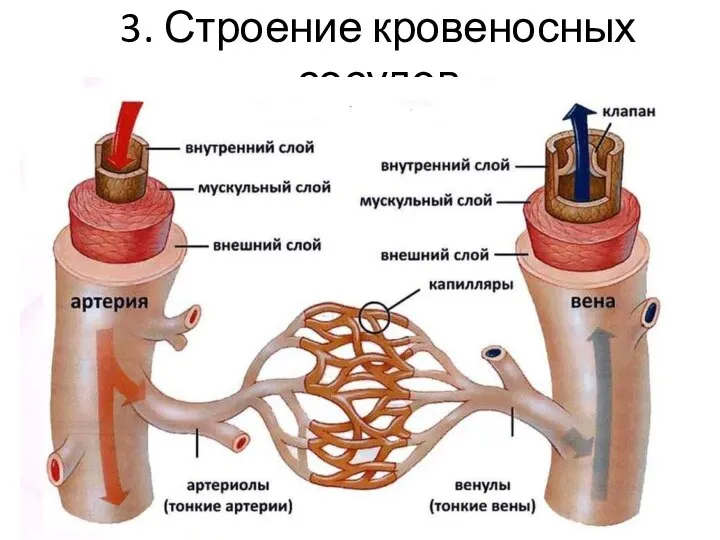 3. Строение кровеносных сосудов