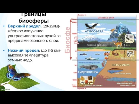 Границы биосферы Биосфера Верхний предел: (20-25км)- жёсткое излучение ультрафиолетовых лучей за