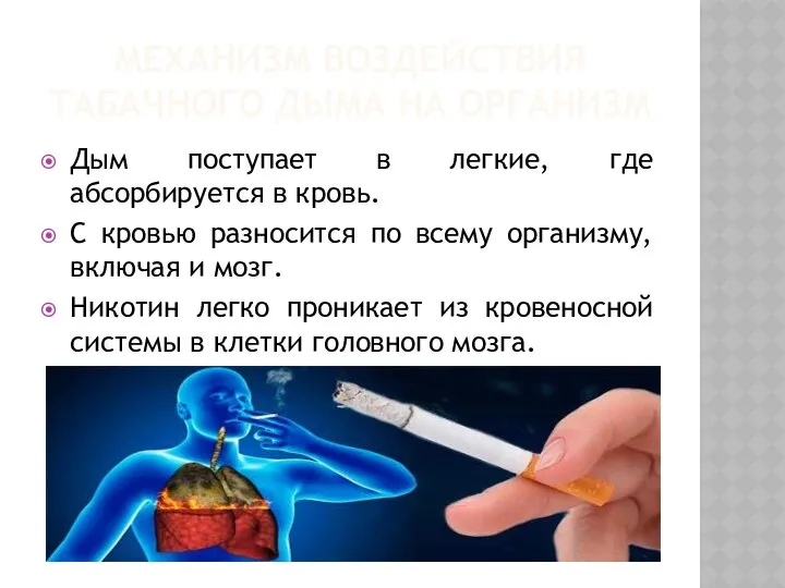 МЕХАНИЗМ ВОЗДЕЙСТВИЯ ТАБАЧНОГО ДЫМА НА ОРГАНИЗМ Дым поступает в легкие, где