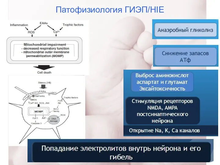 Патофизиология ГИЭП/HIE