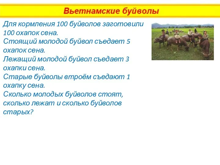 Для кормления 100 буйволов заготовили 100 охапок сена. Стоящий молодой буйвол