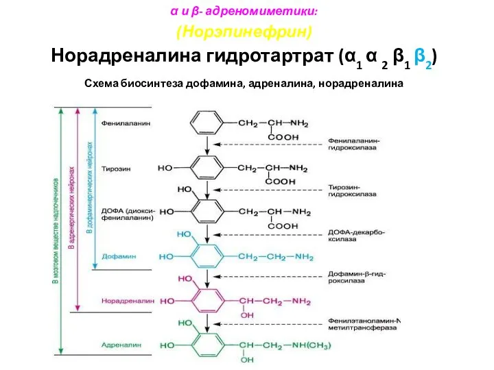 α и β- адреномиметики: (Норэпинефрин) Норадреналина гидротартрат (α1 α 2 β1