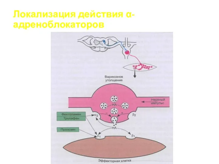 Локализация действия α-адреноблокаторов