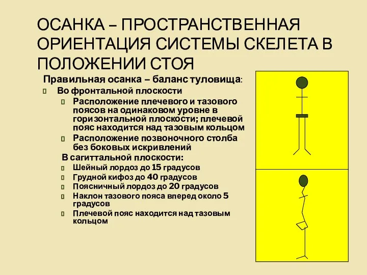 ОСАНКА – ПРОСТРАНСТВЕННАЯ ОРИЕНТАЦИЯ СИСТЕМЫ СКЕЛЕТА В ПОЛОЖЕНИИ СТОЯ Правильная осанка