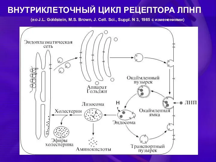 ВНУТРИКЛЕТОЧНЫЙ ЦИКЛ РЕЦЕПТОРА ЛПНП (по J.L. Goldstein, M.S. Brown, J. Cell.