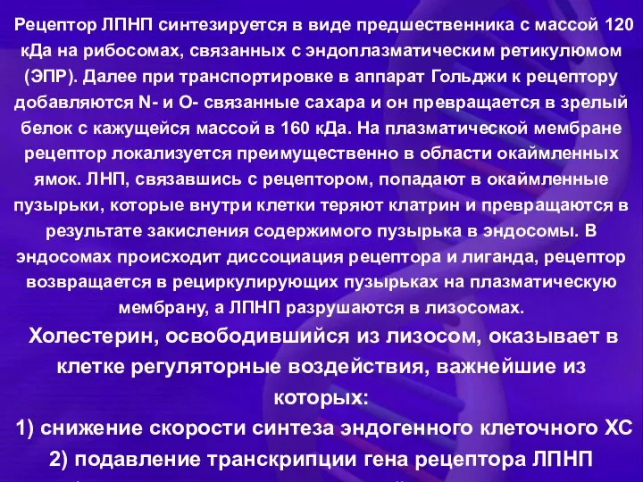 Рецептор ЛПНП синтезируется в виде предшественника с массой 120 кДа на