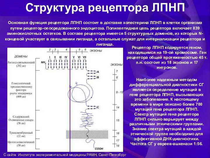 Структура рецептора ЛПНП Наиболее надежным методом дифференциальной диагностики СГ является определение