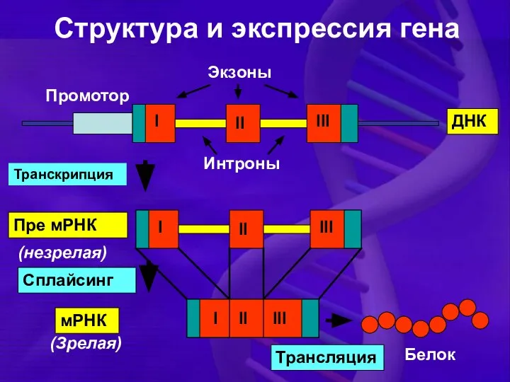 Структура и экспрессия гена I II III Интроны II III I