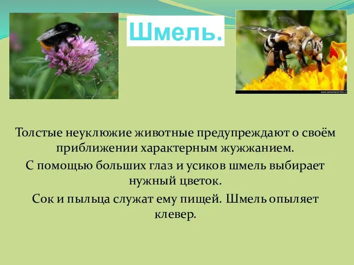 Шмель. Толстые неуклюжие животные предупреждают о своём приближении характерным жужжанием. С