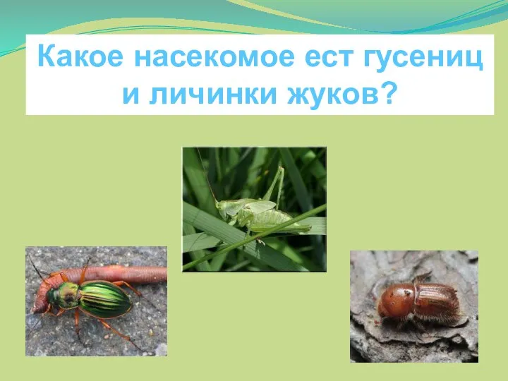 Какое насекомое ест гусениц и личинки жуков?