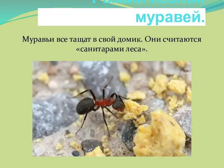 Рыжий лесной муравей. Муравьи все тащат в свой домик. Они считаются «санитарами леса».