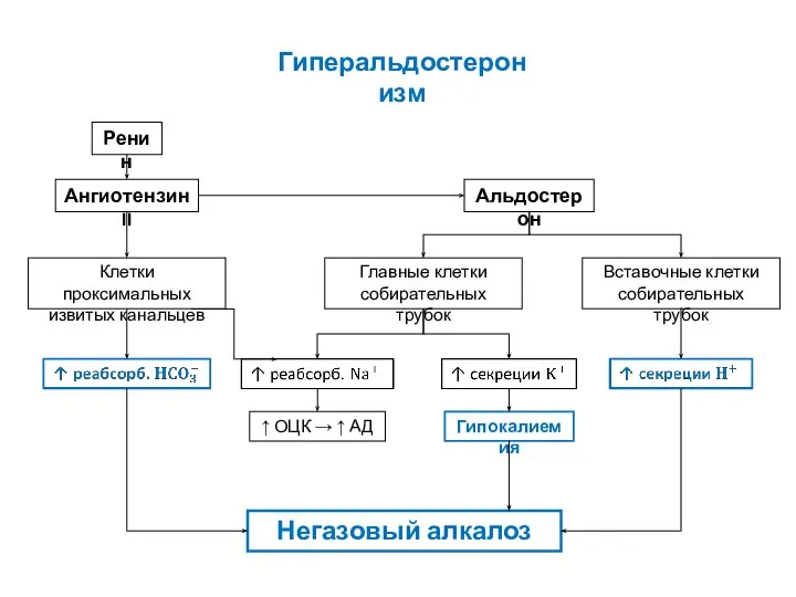 Альдостерон Главные клетки собирательных трубок Вставочные клетки собирательных трубок ↑ ОЦК