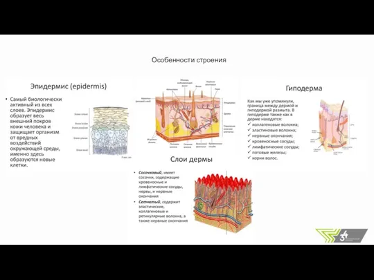 Особенности строения