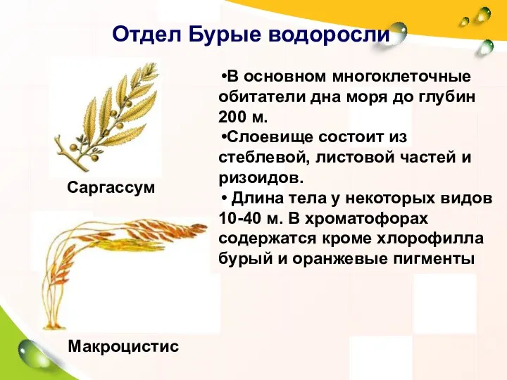 Отдел Бурые водоросли В основном многоклеточные обитатели дна моря до глубин