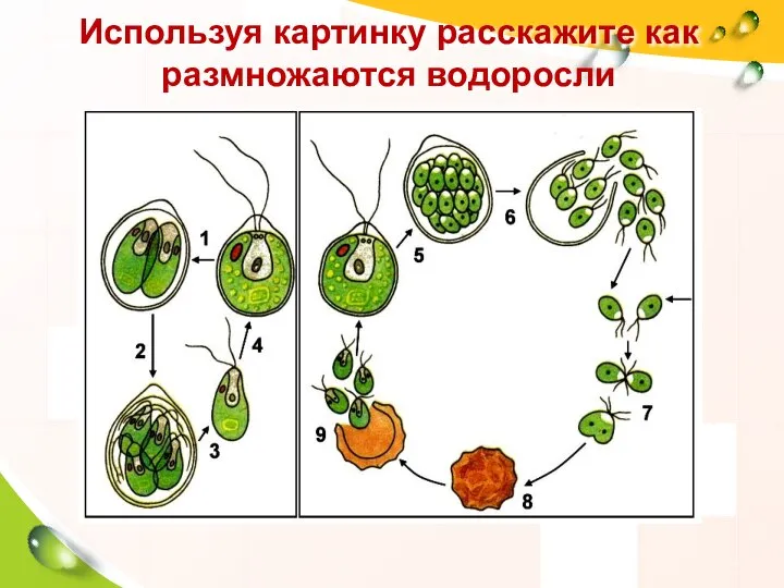 Используя картинку расскажите как размножаются водоросли