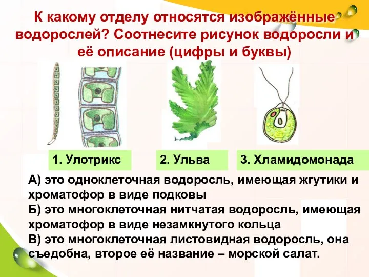 А) это одноклеточная водоросль, имеющая жгутики и хроматофор в виде подковы