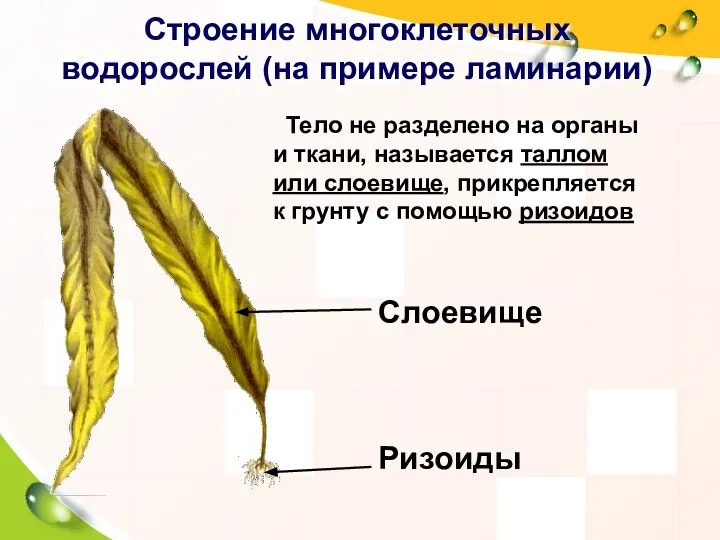 Строение многоклеточных водорослей (на примере ламинарии) Тело не разделено на органы