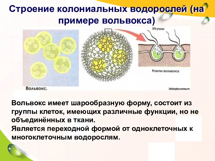 Строение колониальных водорослей (на примере вольвокса) Вольвокс имеет шарообразную форму, состоит