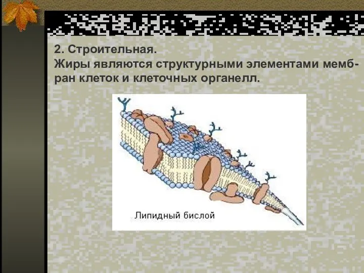 2. Строительная. Жиры являются структурными элементами мемб- ран клеток и клеточных органелл.