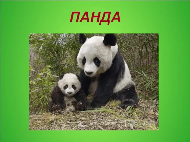 ПАНДА