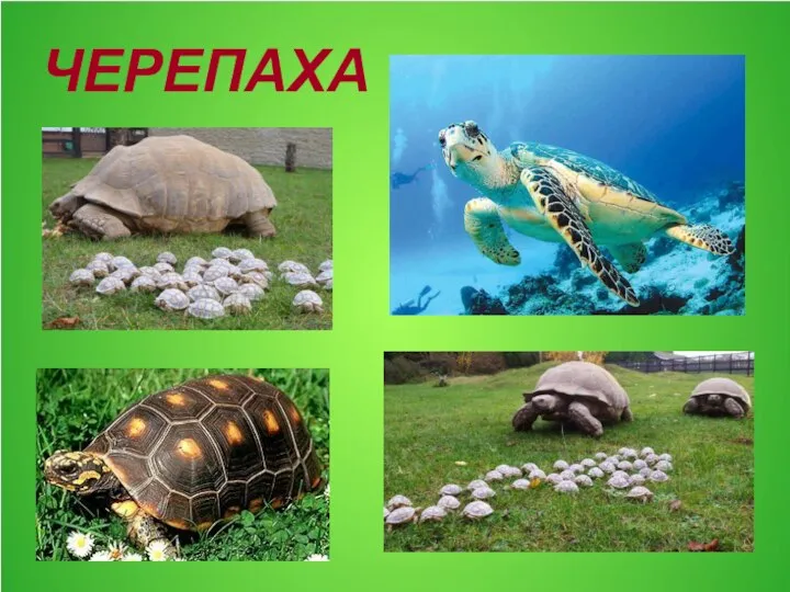 ЧЕРЕПАХА