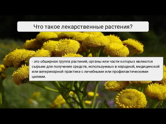 Что такое лекарственные растения? - это обширная группа растений, органы или