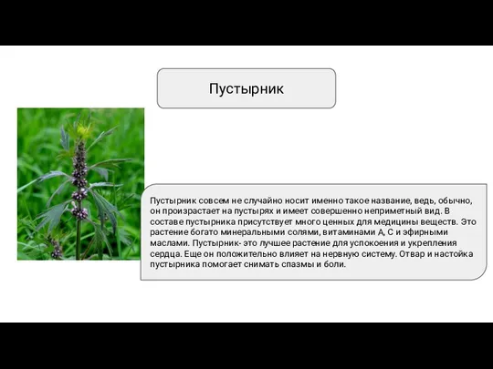 Пустырник Пустырник совсем не случайно носит именно такое название, ведь, обычно,