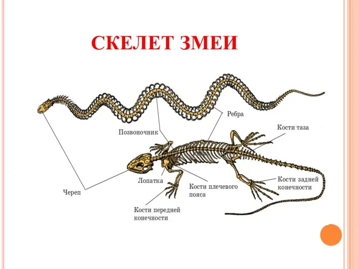 СКЕЛЕТ ЗМЕИ