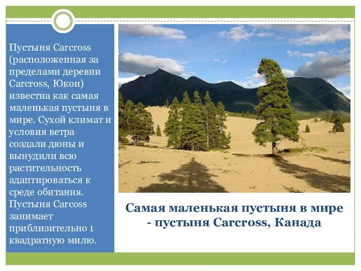 Самая маленькая пустыня в мире - пустыня Carcross, Канада Пустыня Carcross