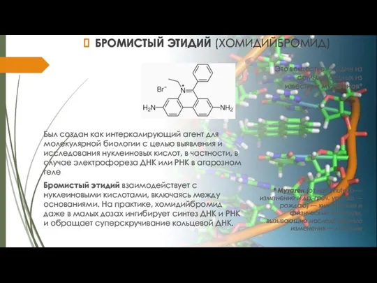 БРОМИСТЫЙ ЭТИДИЙ (ХОМИДИЙБРОМИД) Был создан как интеркалирующий агент для молекулярной биологии