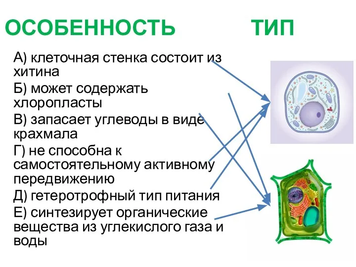 А) клеточная стенка состоит из хитина Б) может содержать хлоропласты В)