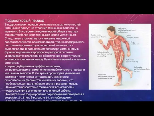 Подростковый период В подростковом периоде скелетные мышцы конечностей интенсивно растут, но