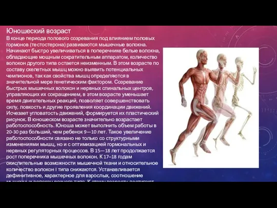 Юношеский возраст В конце периода полового созревания под влиянием половых гормонов