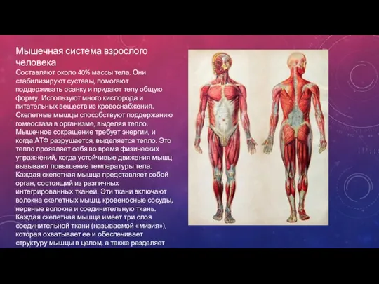 Мышечная система взрослого человека Составляют около 40% массы тела. Они стабилизируют