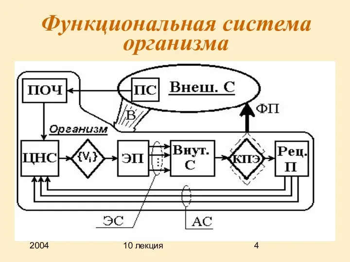 2004 10 лекция Функциональная система организма