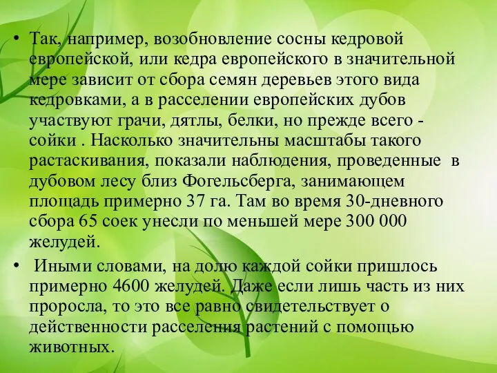 Так, например, возобновление сосны кедровой европейской, или кедра европейского в значительной