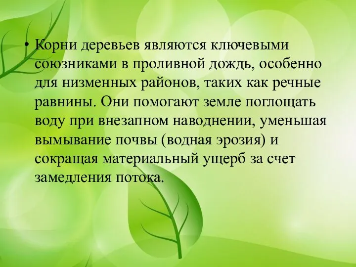 Корни деревьев являются ключевыми союзниками в проливной дождь, особенно для низменных